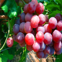 extrato de semente de uva 7 kg 8 kg embalagem uvas globo vermelho
